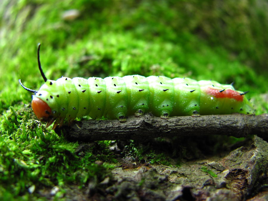 Rosy Maple Moth Caterpillar Photograph by Joshua Bales