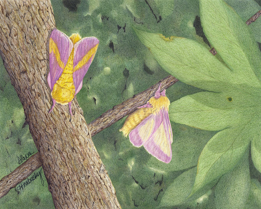Rosy Maple Moth Gathering Drawing by Diana Hrabosky Pixels