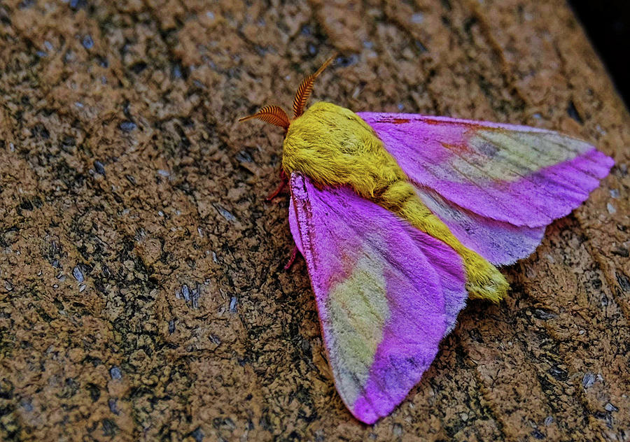 Rosy Maple moth Photograph by Ronda Ryan