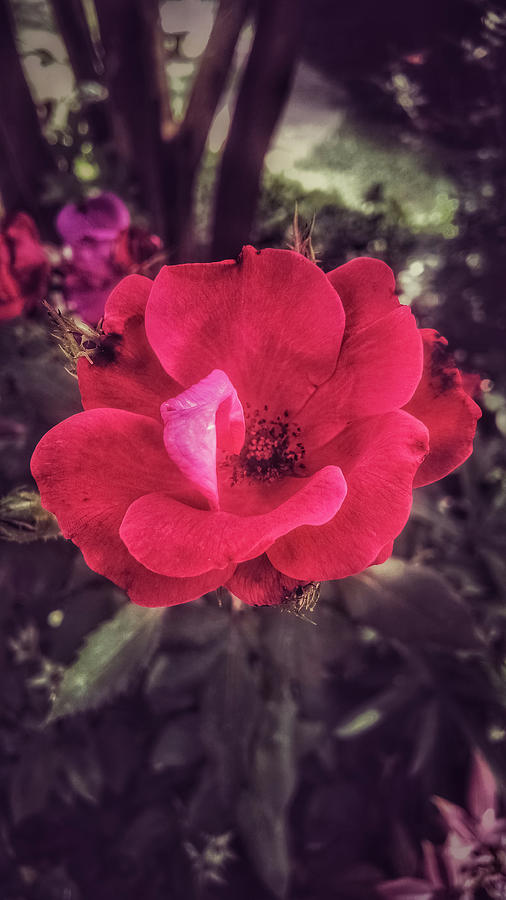 Rosy Photograph by Mike Dunn