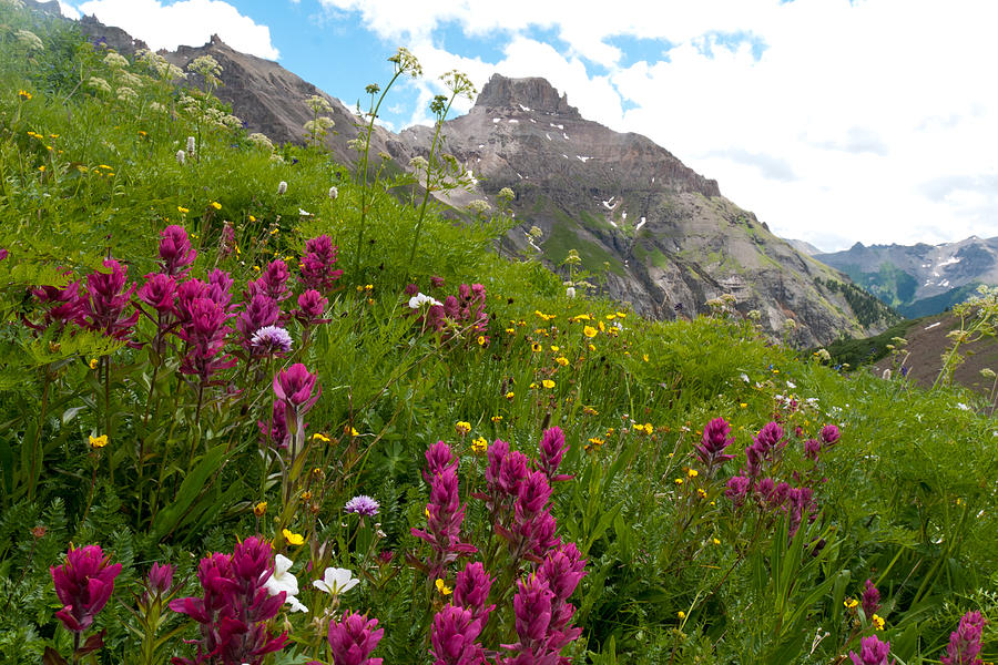 Rosy Paintbrush Summer Landscape Photograph by Cascade Colors