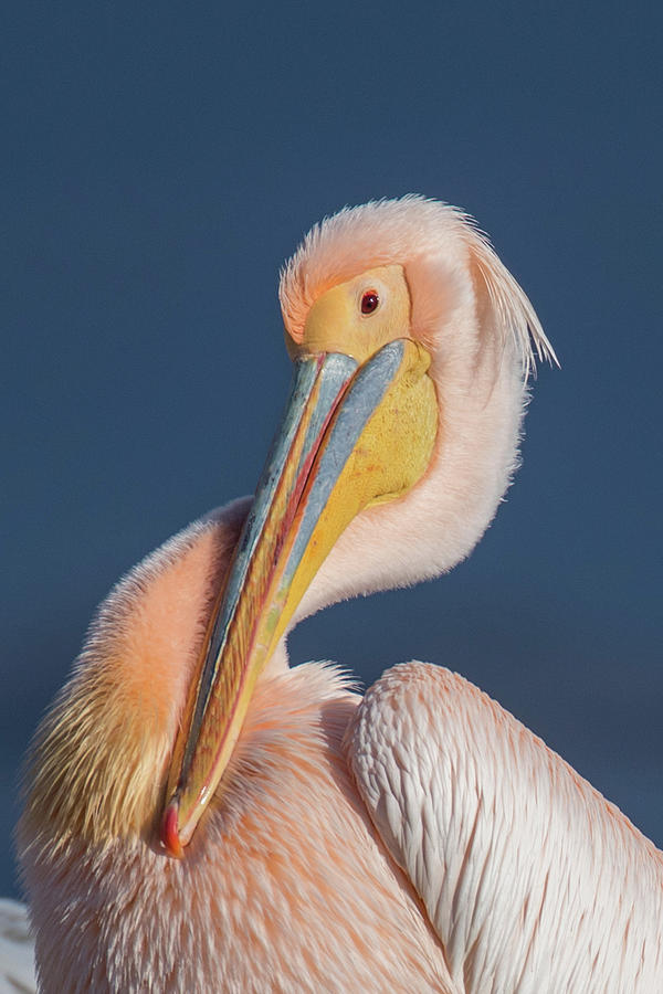 Rosy pelican - Pelecanus onocrotalus Photograph by Jivko Nakev