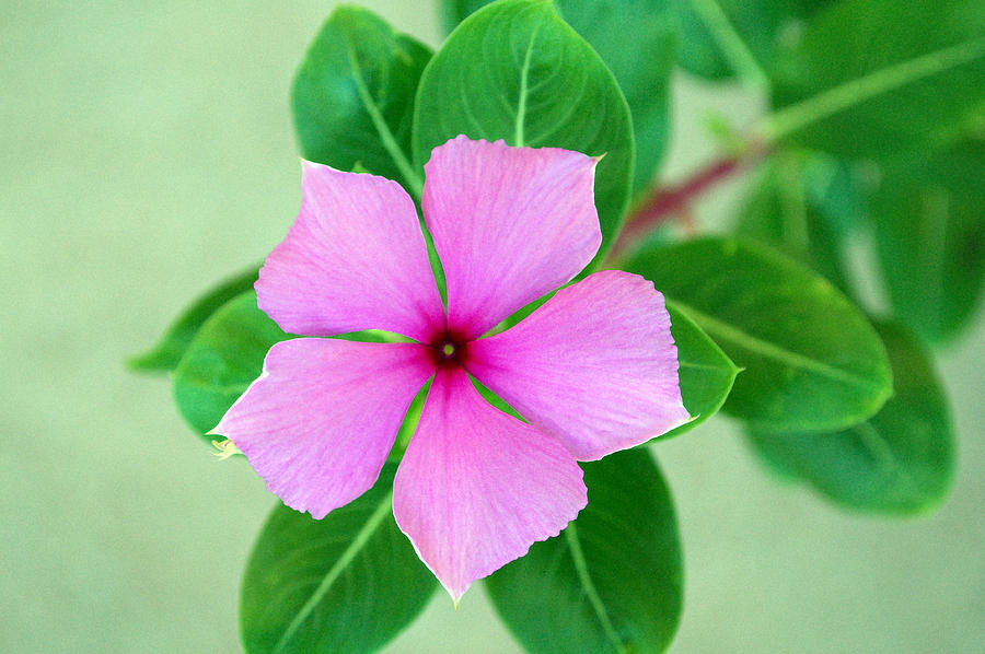 Rosy Periwinkle Photograph by Tikvahs Hope