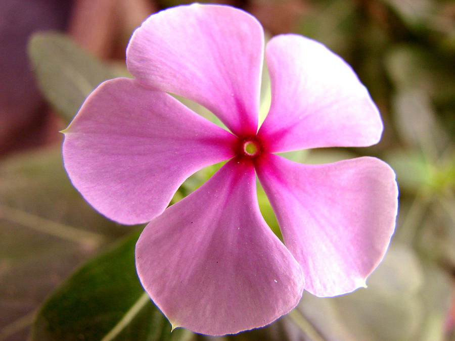 Rosy Periwinkle Photograph by Shariq Khan