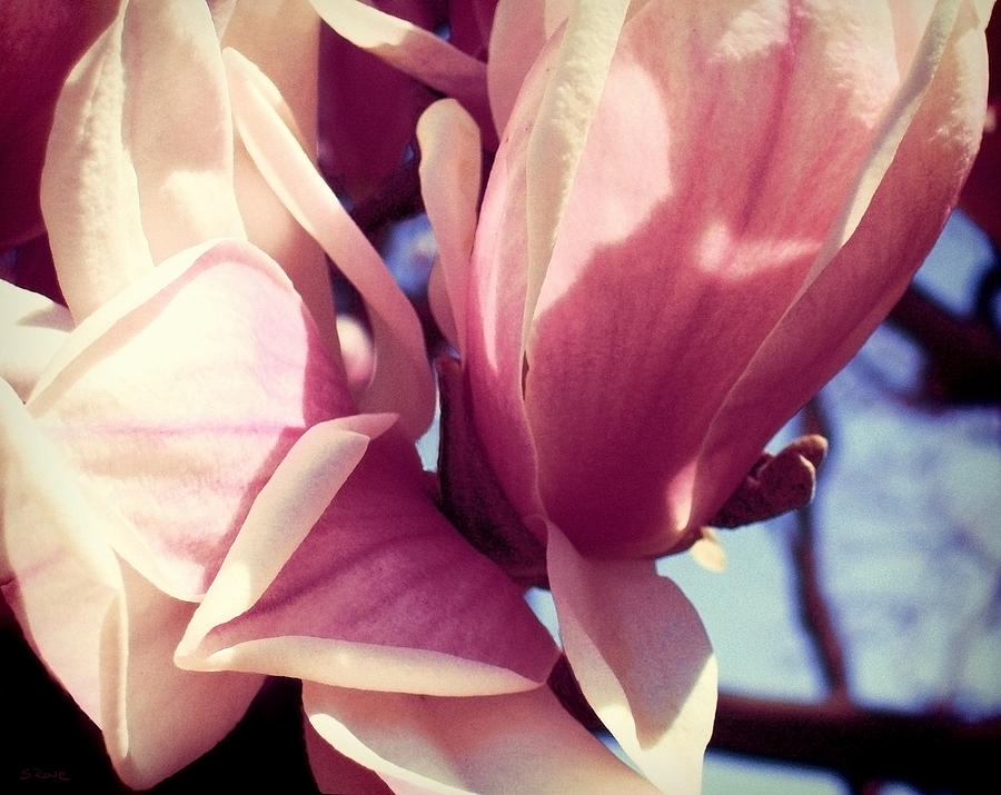 Rosy Pink Magnolia Photograph by Shawna Rowe