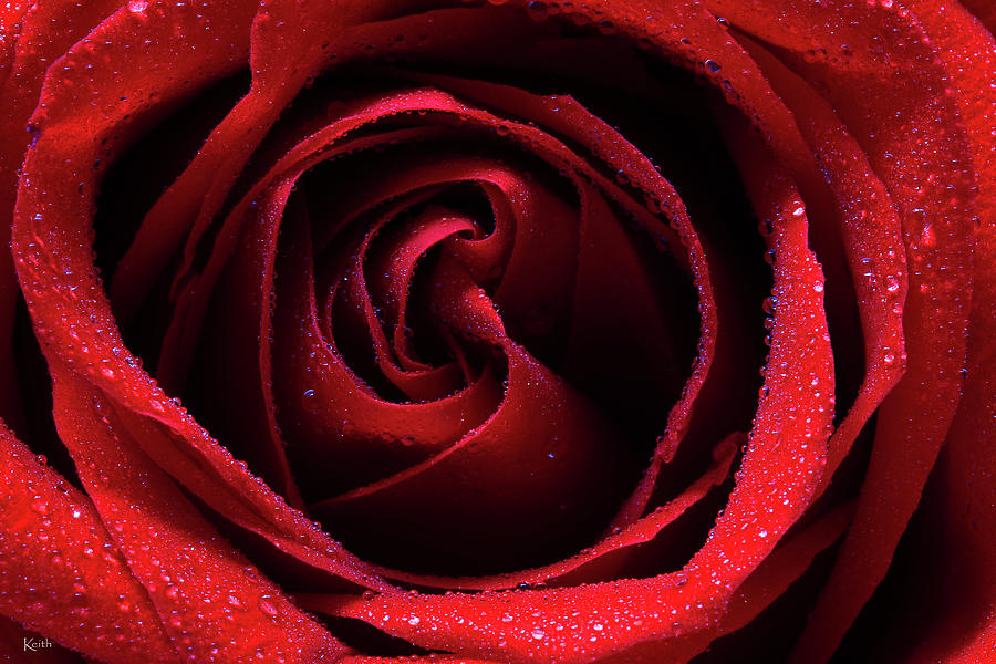 Rosy Red Photograph by Keith Hawley