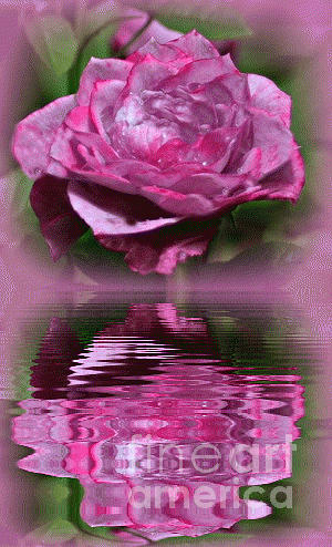 Rose Photograph - Rosy Reflection by Barbara S Nickerson