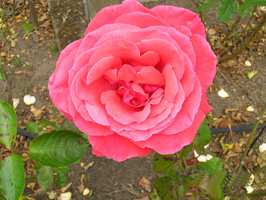Rosy Rose Photograph by Carolyn Donnell