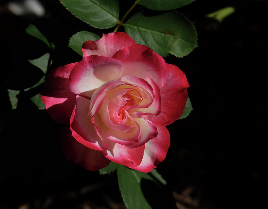 Rosy rose Photograph by Ronda Ryan