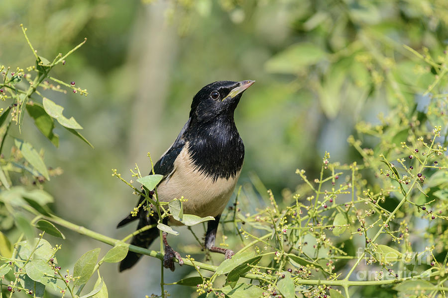 Rosy Starling 1 Photograph by Werner Padarin