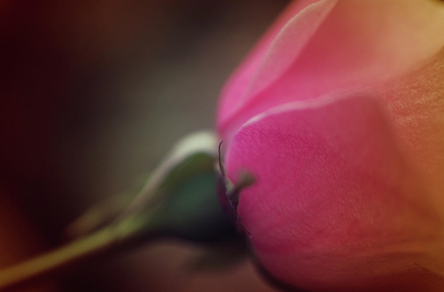 Rosy Sweet Rose Photograph