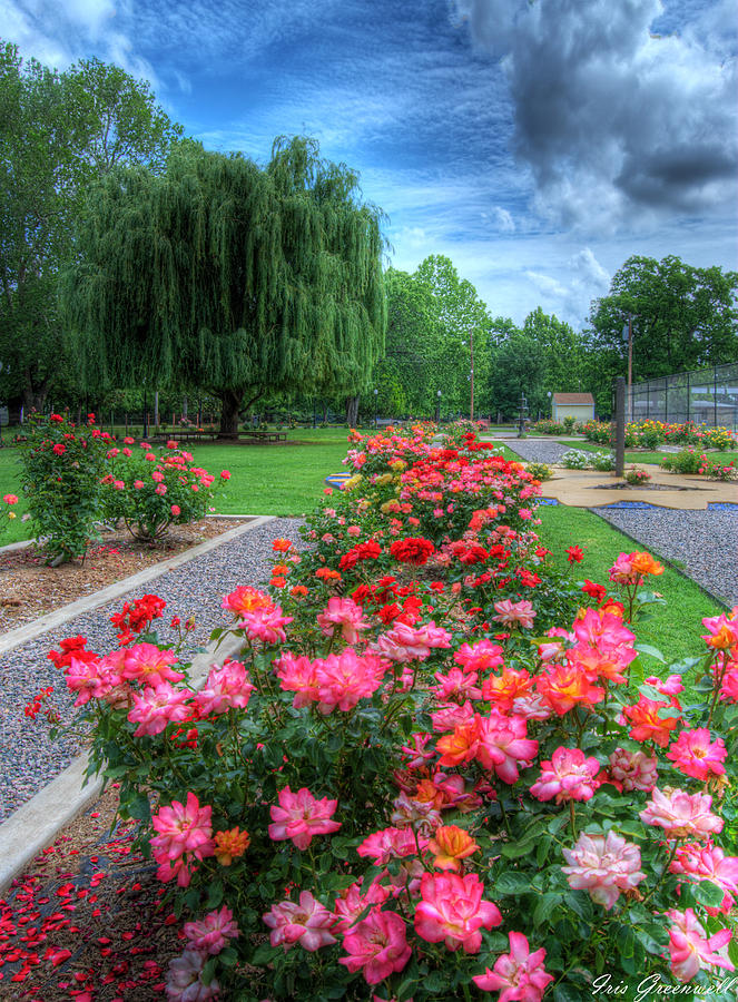 Rotary Rose Garden Photograph by Iris Greenwell