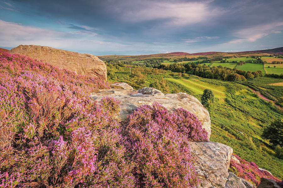 Rothbury Terraces Heather and Crags Photograph by David Head - Fine Art ...