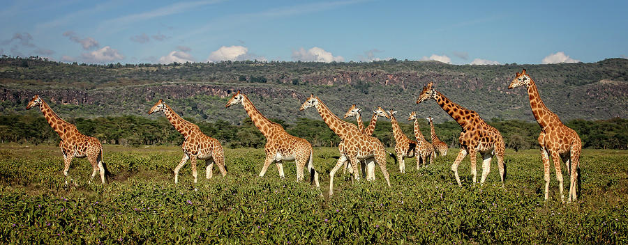 Rothschild Giraffes on the march Photograph by Steven Upton