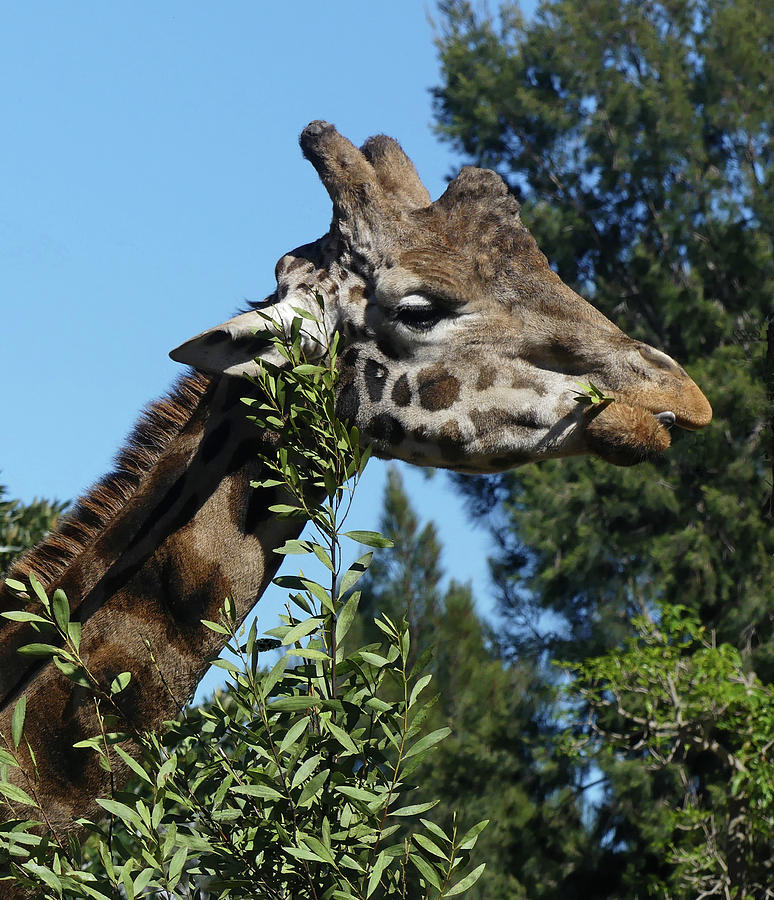 Giraffe Photograph - Rothschilds Giraffe Feeding by Margaret Saheed