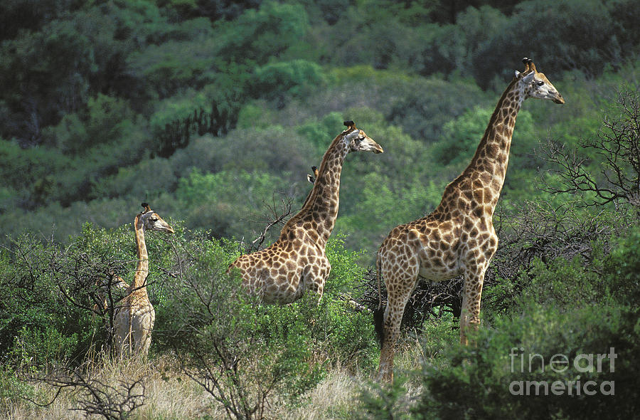 Rothschilds Giraffe Photograph by Gerard Lacz