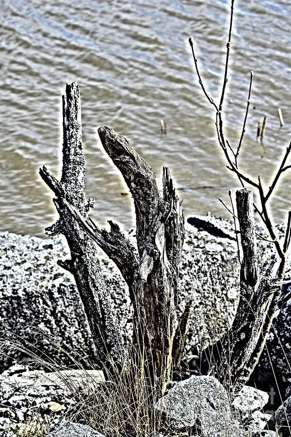 Deadwood Photograph - Rotted on the beach by Esko Lindell
