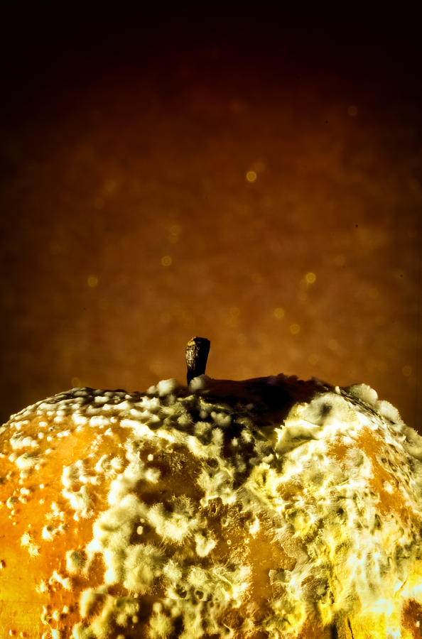 Rotten Apple and Fungus with Golden Background Photograph by John Williams