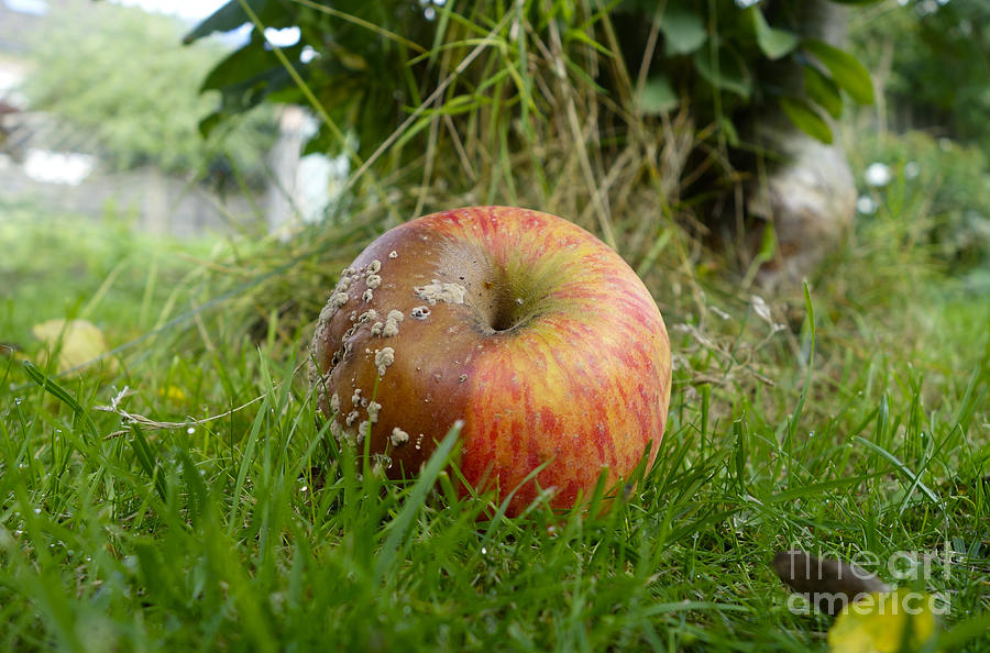 Rotten apple underneath apple tree Photograph by Perry Van Munster