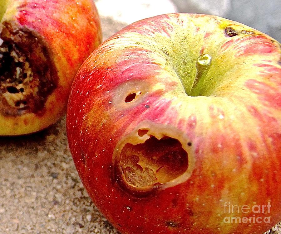 Rotten Apples Photograph by Elisabeth Derichs