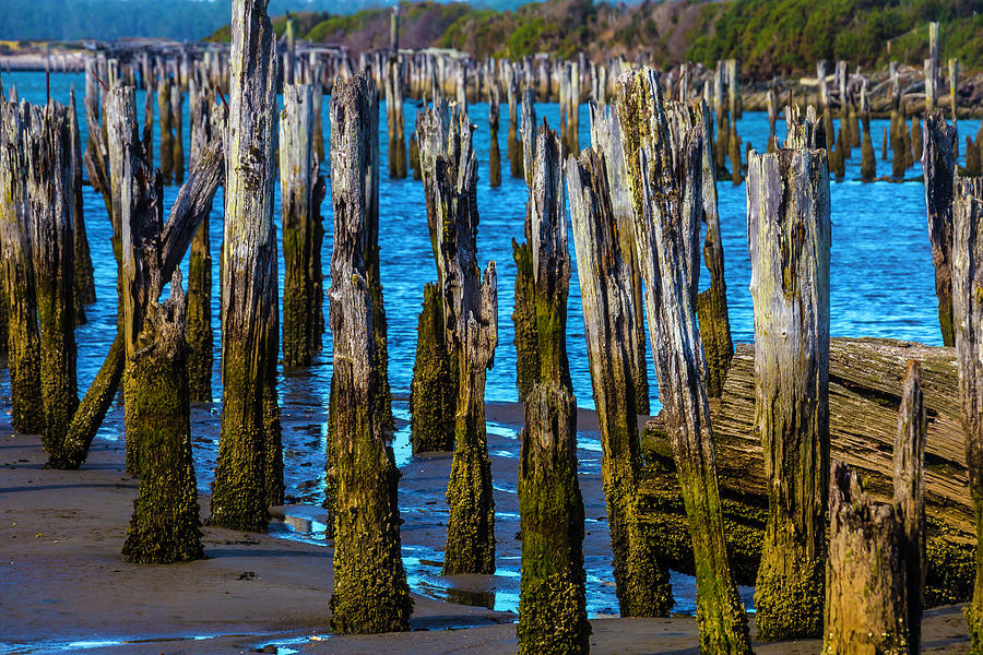 Rottening Pier Posts Photograph by Garry Gay