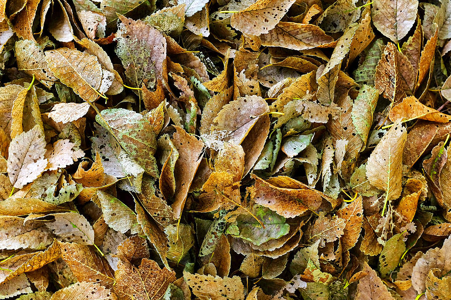 Rotting leaves Photograph by Fabrizio Troiani