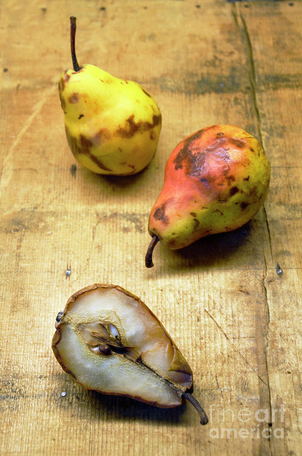 Rotting Pears Photograph by Jill Battaglia