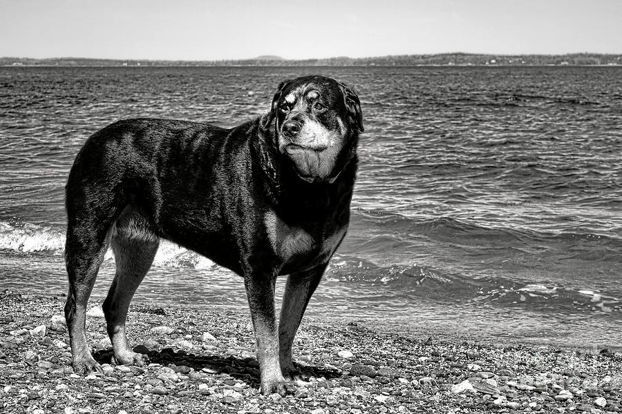 Rottweiler at The Shore Photograph by Olivier Le Queinec
