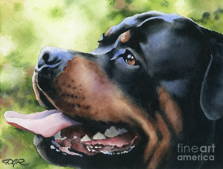 Rottweiler Painting - Rottweiler by David Rogers