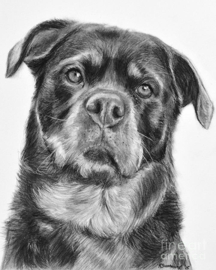 Rottweiler Drawing titled Mama Drawing by Kate Sumners
