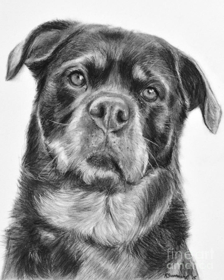 Nature Drawing - Rottweiler Drawing titled Mama by Kate Sumners