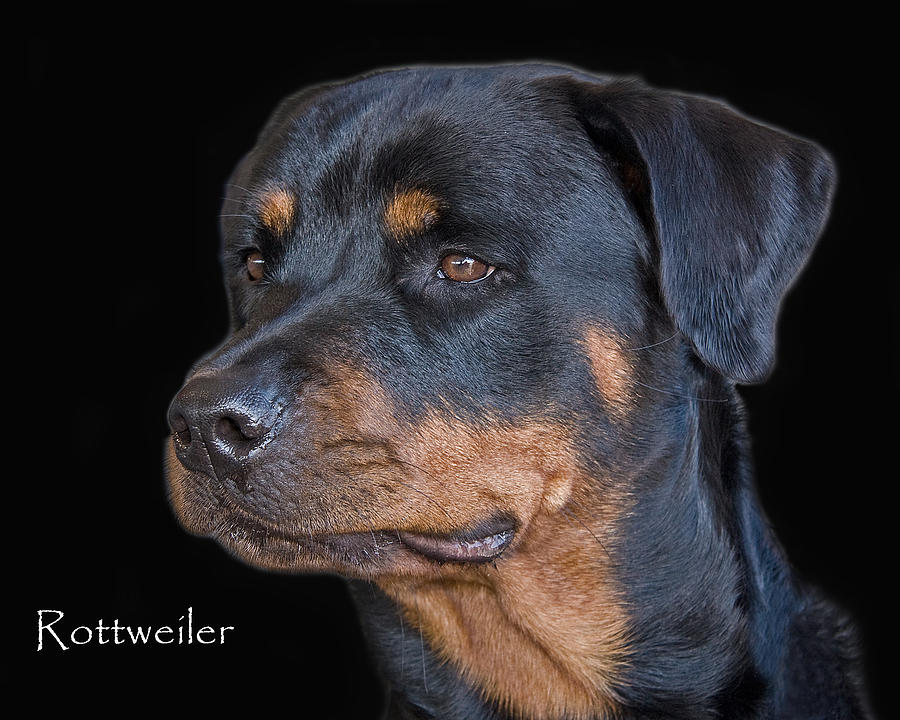 Rottweiler Photograph by Larry Linton