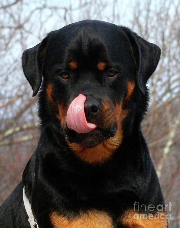 Rottweiler Missed a Spot Photograph by Gregory E Dean