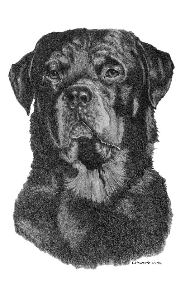 Rottweiler Drawing - Rottweiler Portrait by Louise Howarth