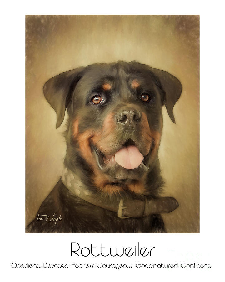 Rottweiler Poster Digital Art by Tim Wemple