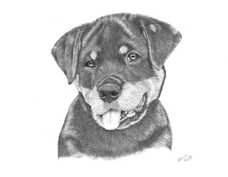 Rottweiler Puppy- Chloe Drawing by Patricia Hiltz