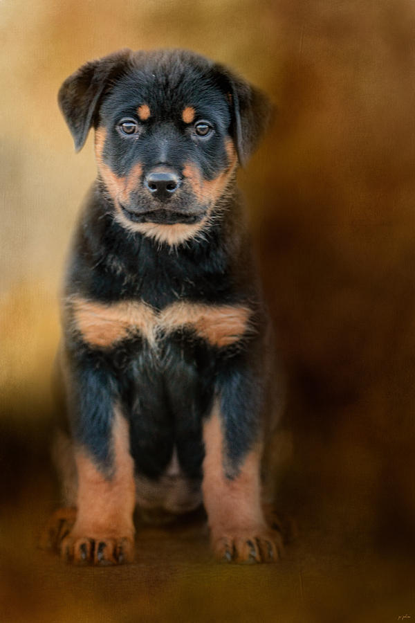 Dog Photograph - Rottweiler Puppy by Jai Johnson