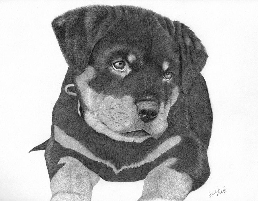 Rottweiler Drawing - Rottweiler Puppy by Patricia Hiltz