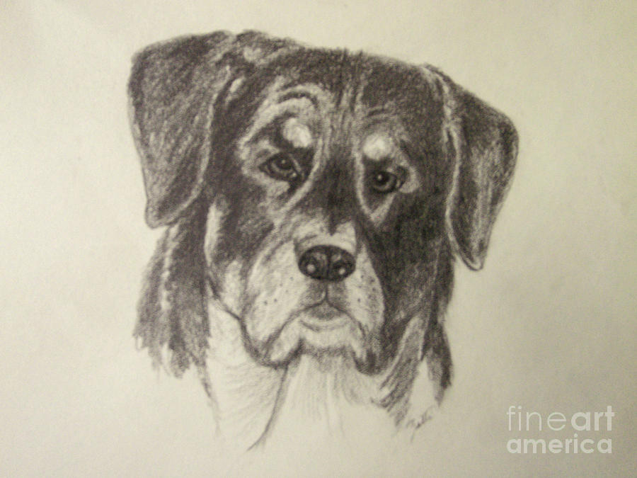 Rottweiler Drawing by Suzette Kallen