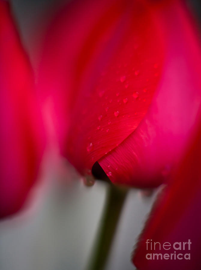 Tulip Photograph - Rouge Edge by Mike Reid