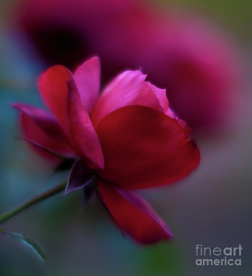 Rose Photograph - Rouge by Mike Reid