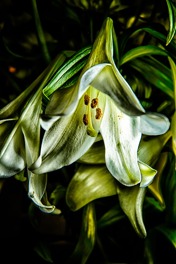 Rough and Droopy White Lily Photograph by Dennis Dame
