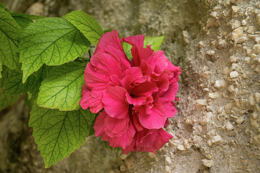 Rough and Soft - Satiny Pink Hibiscus Against Coarse Stony Cliff Photograph by Georgia Mizuleva