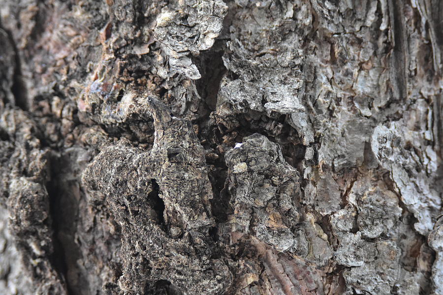 Rough Bark Photograph by Wendy Lawson - Fine Art America