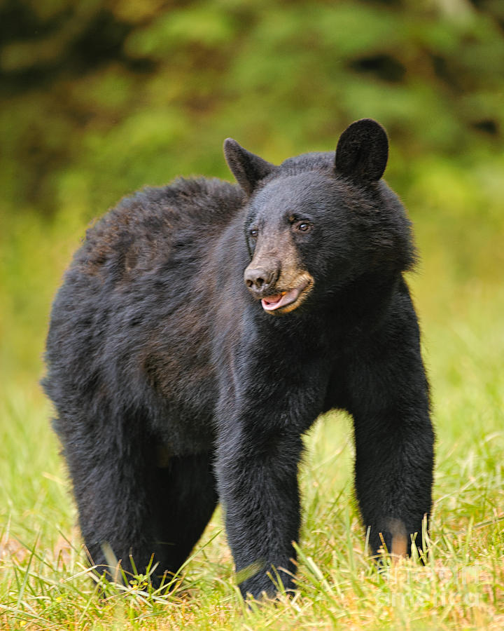 Rough Coat Black Bear Photograph By Timothy Flanigan 