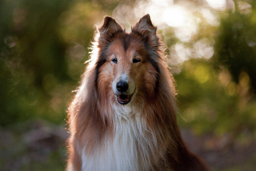 Rough Collie Digital Art By Meggi Andrew