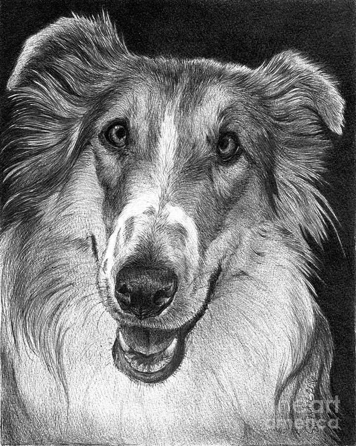 Gracie Drawing by Faithful Faces Pet Portraits - Fine Art America