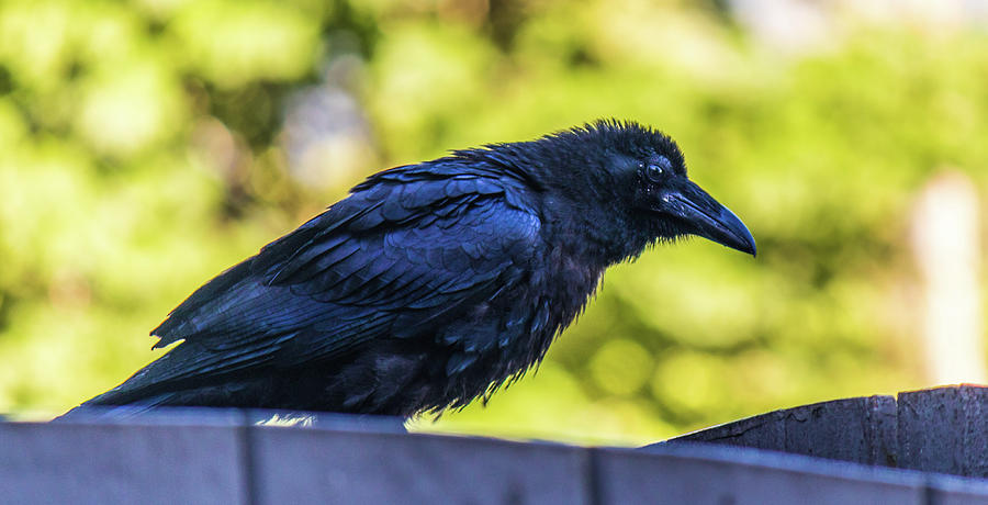 Rough Crow  Photograph by Jonny D