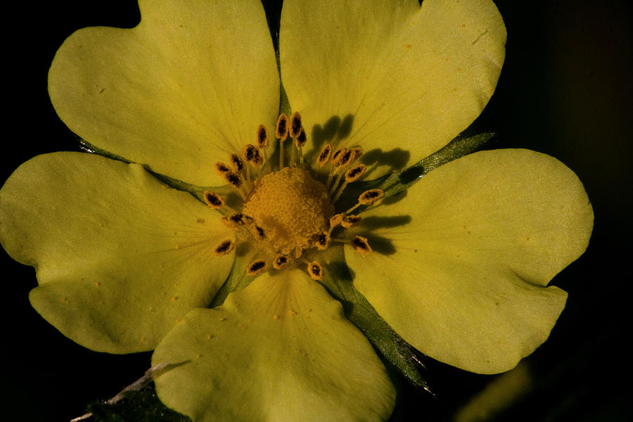 Rough-Fruited Cinquefoil Photograph by Joseph Skalny Rough-Fruited Cinquefoil Photograph by Joseph Skalny