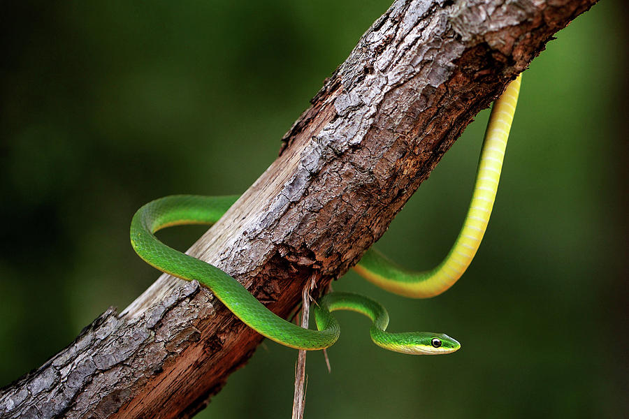 Rough Green Snake Photograph by JC Findley